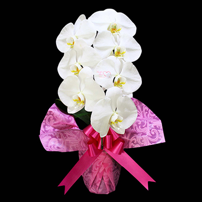 }CfUCӒ@i1{jibsOFS[hnj@