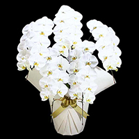 胡蝶蘭 白大輪 5本立て S  (ラッピング:白系) ▲